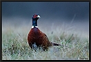 fazant 7D 5709 kopie ws